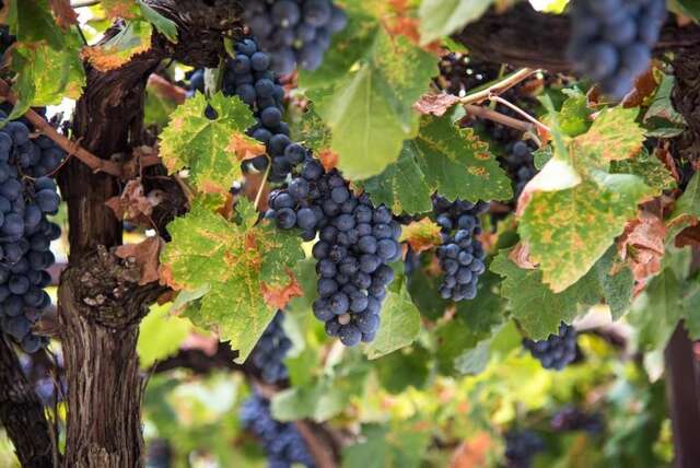 Апартаменты Villa Semeder Вирпазар-63